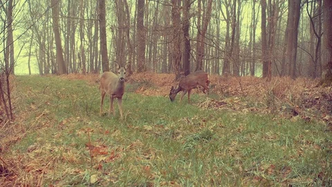 Roe deer foraging on forest path. Stock Footage 86235244