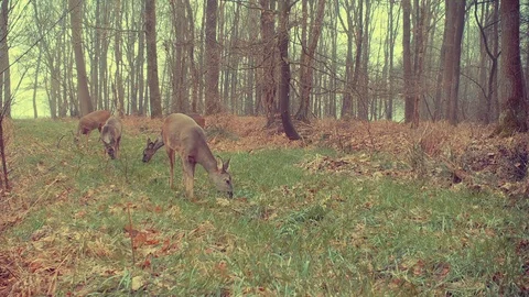 Roe deer foraging on forest path. Stock Footage 86235288