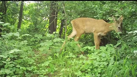 Roe deer in the foreground in the woods in spring Stock Footage 267589420