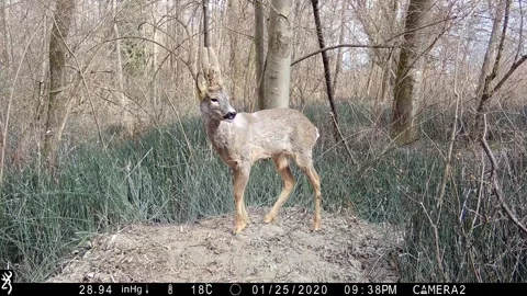 Roe deer in the foreground in the woods in winter Stock Footage 267589333