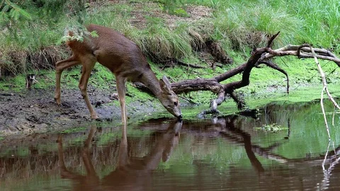 Roe deer in forest, Capreolus capreolus. Wild roe deer drinking water Stock Footage