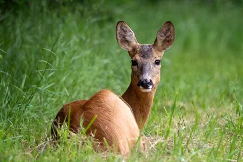 Roe deer in forest, Capreolus capreolus. Wild roe deer in nature. Stock Photos