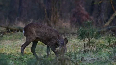 Roe deer on the forest meadow Stock Footage