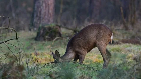 Roe deer on the forest meadow Stock Footage 75929509