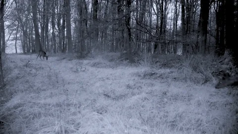 Roe deer on forest path at dawn. Stock Footage 86235349