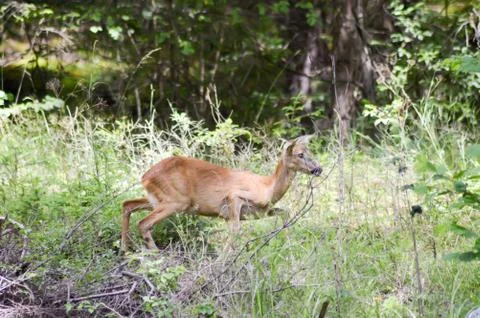 Roe deer in the forest Stock Photos
