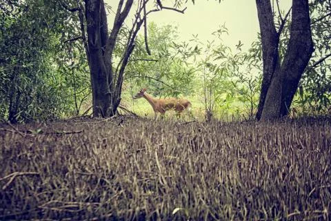 Roe deer in forest Foto stock