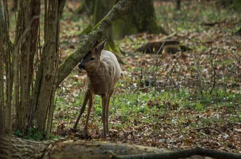 Roe deer in the forest. Stock-Fotos