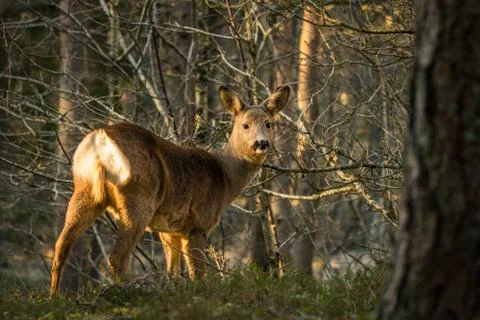 Roe deer in forest with trees in background Stock Photos