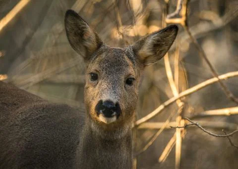Roe deer in forest with trees in background Stock Photos