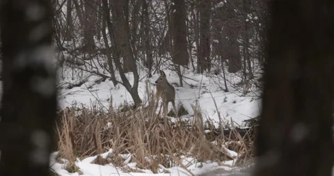 Roe deer in the forest in winter, 4K slow motion Stock Footage 163965571