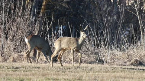 Roe deer getting licked Stock Footage 236546207