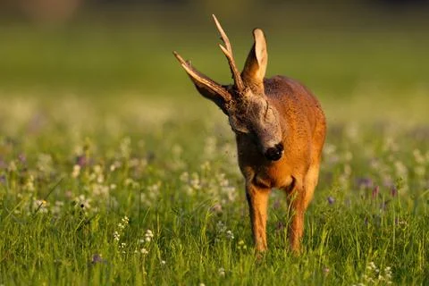 Roe deer getting rid of mosquitos on meadow in summertime Stock Photos