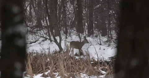 Roe deer goes towards the forest, 4K slomo in winter Stock Footage 163966142