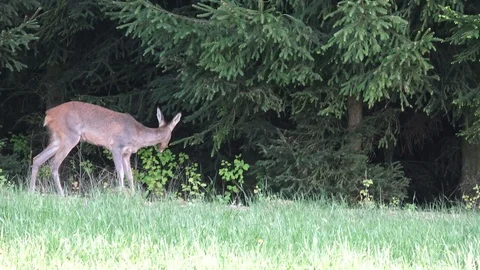 Roe deer in grass, Capreolus capreolus. Wild roe deer in spring nature. Stock Footage 89207407