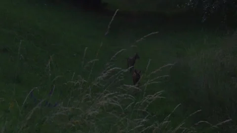 Roe Deer on Grass Path at Dusk Stock-Footage 330949049