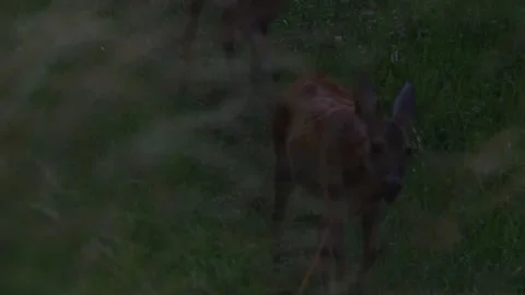 Roe Deer on Grass Path at Dusk 스톡 동영상 330949086