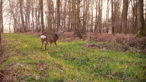 Roe deer on grassy forest path. Picking up sounds. Stock Footage 86235299