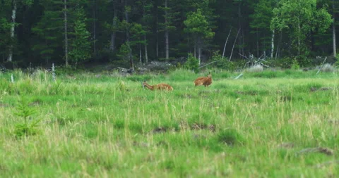 Roe deer graze Stock Footage 168595456