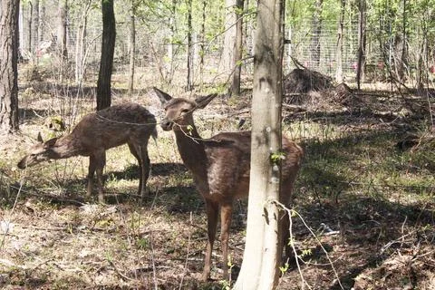 Roe deer graze in the forest for trees Fotos de archivo