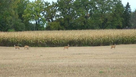 Roe deer graze in the middle of a field Stock Footage 211048376