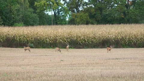 Roe deer graze in the middle of a field Stock Footage 211048386