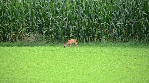 Roe deer graze next to a corn field. Slow motion, long shot Stock Footage 137451092