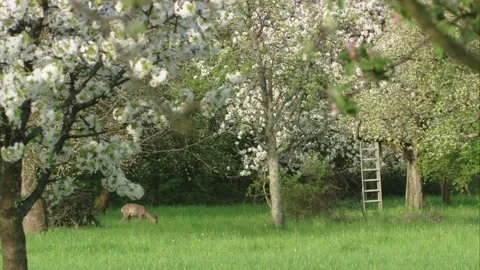 Roe deer grazing beneath blooming orchard trees Stock Footage 308009992