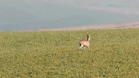Roe deer grazing in the field Stock Footage 81960109