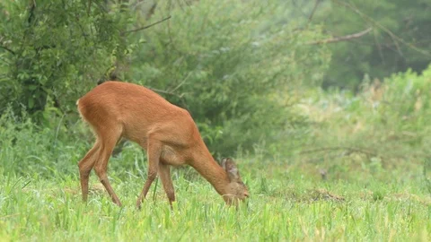 Roe deer grazing in a field Stock Footage 94912652