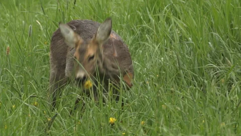 Roe Deer Grazing Stockbeeldmateriaal 243229054