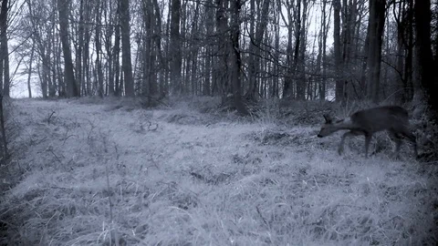 Roe deer grazing on forest path at dawn. Stock Footage 86235332