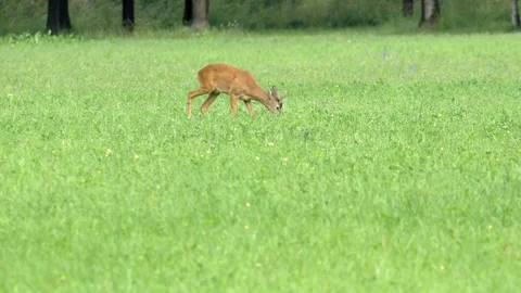 Roe Deer Grazing on Meadow Grass - 4K Wildlife Slow Motion Stock Footage 336725893