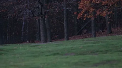 Roe deer grazing next to a golf course in a distant clearing, in a forest at Stock Footage 149938840