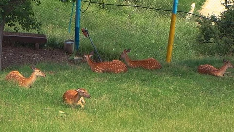 Roe deer grazing in the nursery. Stock Footage 72894904