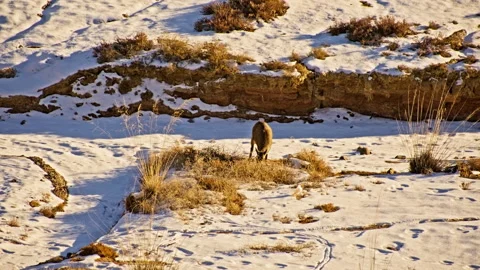 Roe Deer Grazing at Snow-Covered Danxia Hills B-Roll Stock-Footage 325860004