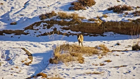 Roe Deer Grazing Snow-Covered Danxia Hills B-Roll 스톡 동영상 325872536
