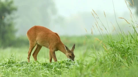 Roe deer grazing in a soy field and eating soy plants Stock Footage 91374581
