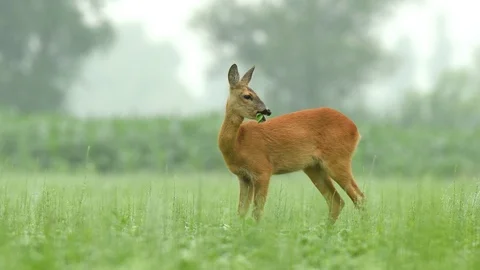 Roe deer grazing in a soy field and eating soy plants Stock Footage 91374594