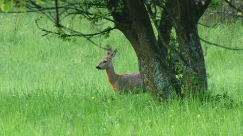Roe deer grazing  under trees in tall grass Stock Footage 308010009