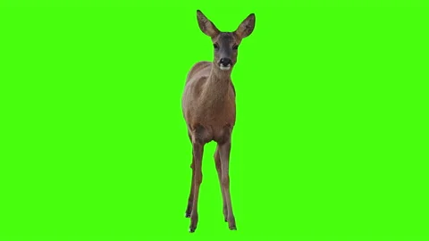 Roe deer on green screen, wild animal, wildlife, 4K Stock Footage