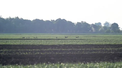 Roe deer in green wheat. 2 Video stock 34754317