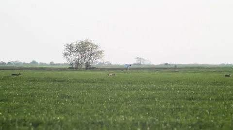 Roe deer in green wheat. Stock Footage 34749793
