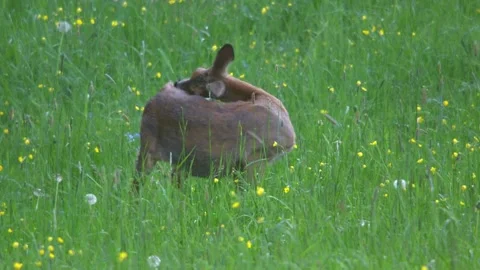 Roe deer is grooming itself on a meadow in spring Stock Footage 271619257