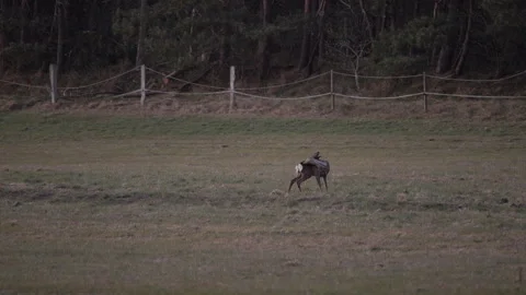 Roe deer grooming itself on open meadow after sunset. 4K 60fps. Vídeos de archivo 334124933
