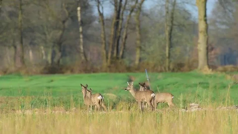 Roe deer group in the fields, spring Stock Footage 77333540