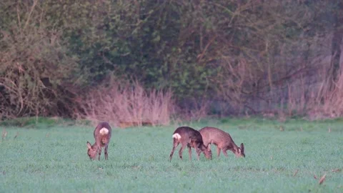 Roe deer group grazing on the field, spring Stock Footage 145460167