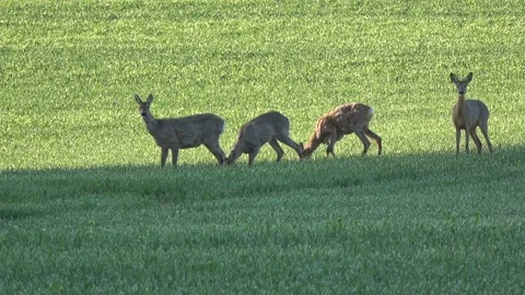 Roe deer group on spring field in morning sunlight Stock Footage 76271861