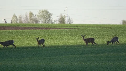 Roe deer group on spring wheat field in morning sunlight Stock Footage 75616699