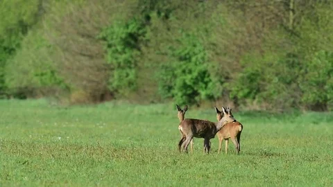 Roe deer group stand in the meadow, spring Stock Footage 79611322